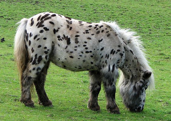 spotted shetland pony