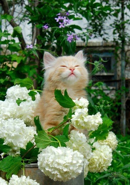 Kitten smelling the flowers