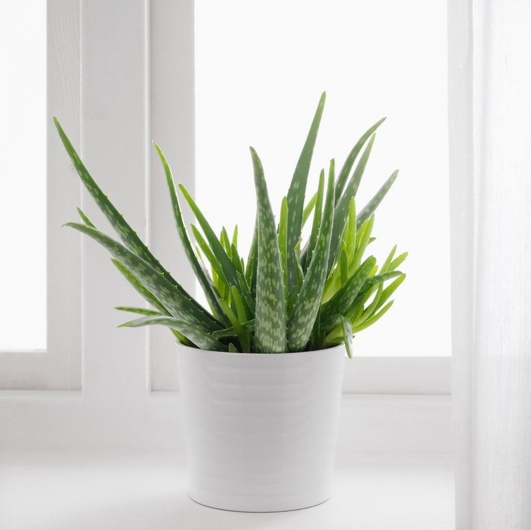 Aloe Vera