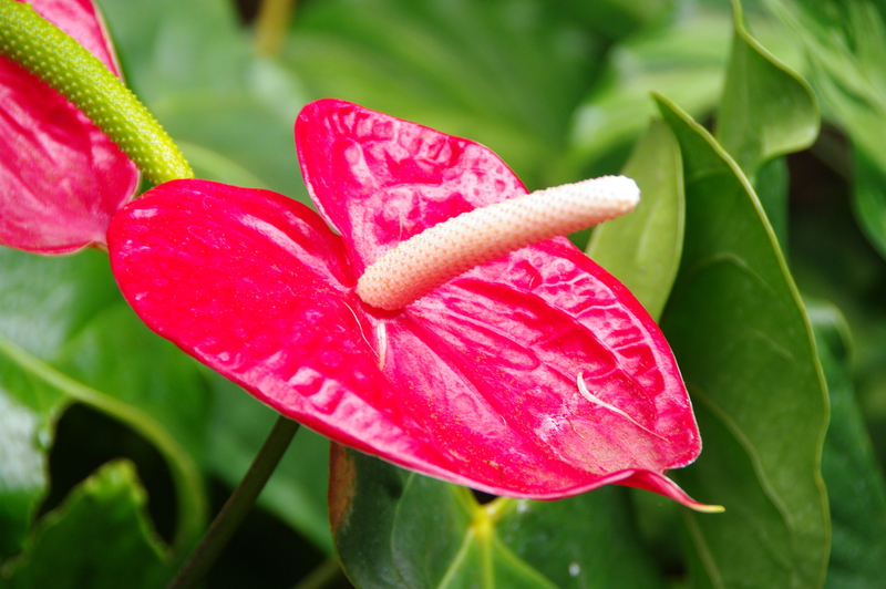 Pink Anthurium which can be grown in pots