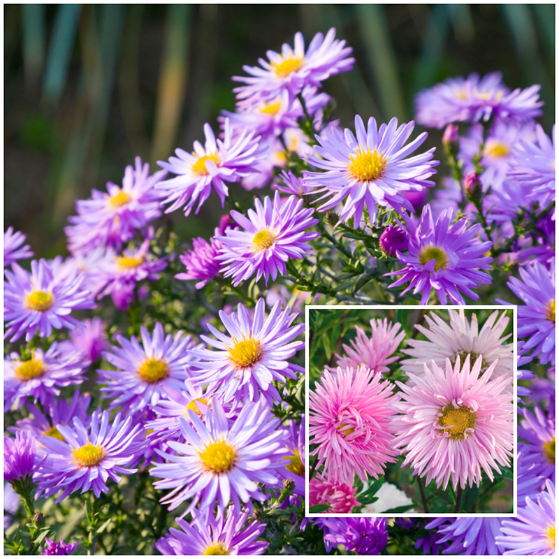 aster