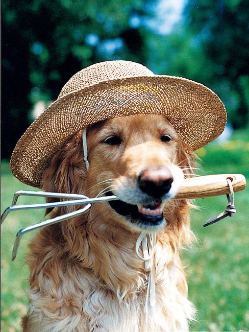 the gardening dog