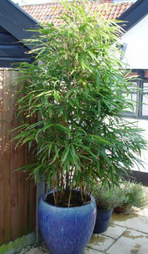 Bamboo plant