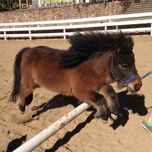 jumping shetland pony