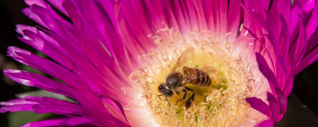 Australian Bee on a Pink Pigface flower