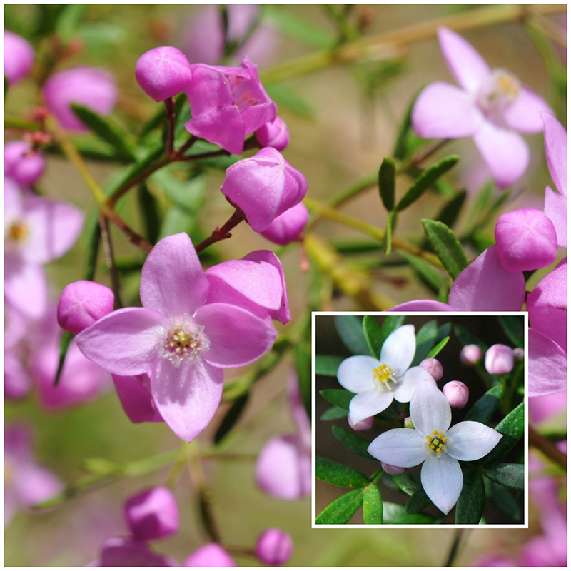 boronia