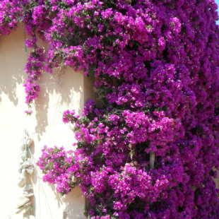 Bougainvillea growing up against a wall