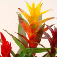 Bromeliads - yellow, orange and red leaves