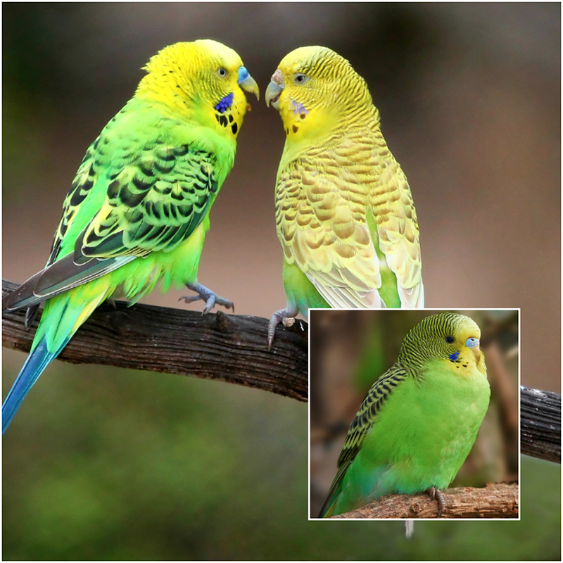 Budgerigar