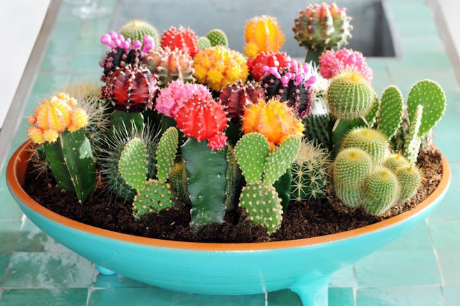 Mixture of colourful cactus which can be grown in pots