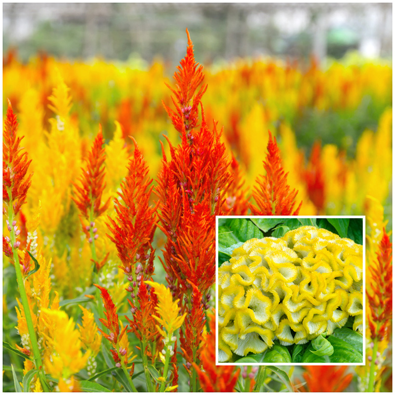 celosia 
