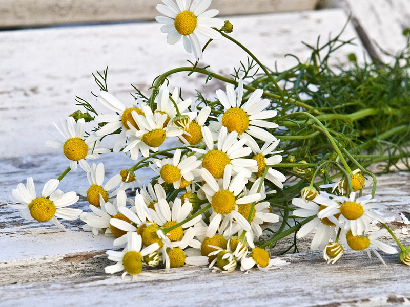 Chamomile
