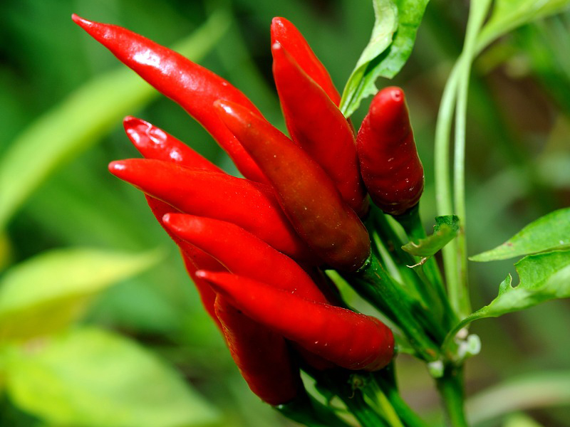 Chilli