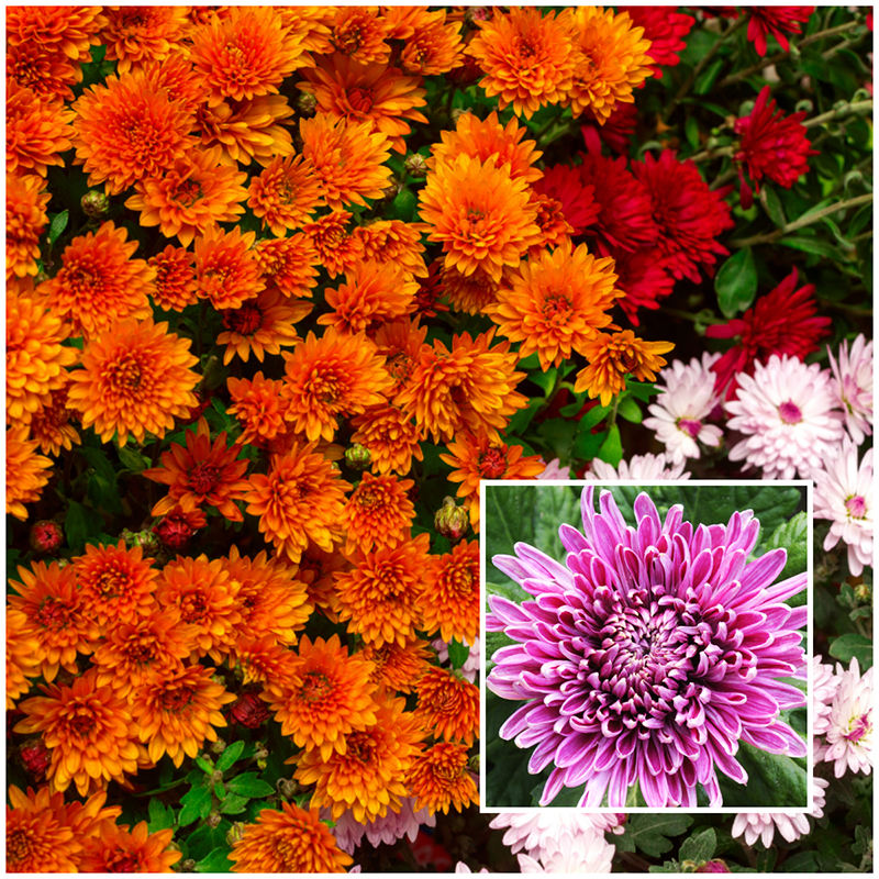 chrysanthemum