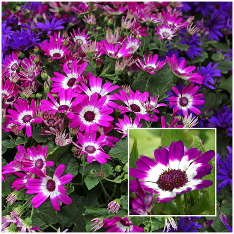 cineraria