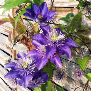 Clematis flower growing up a fence