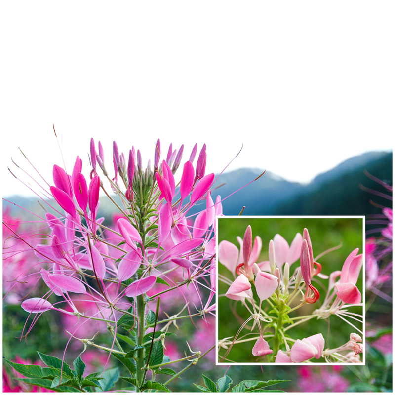 cleome