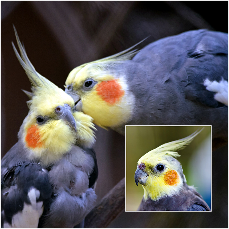 Cockatiel