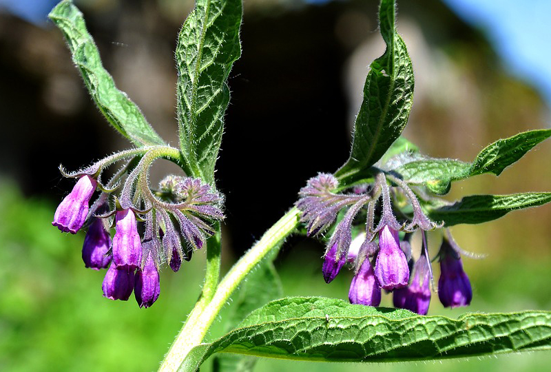 Comfrey
