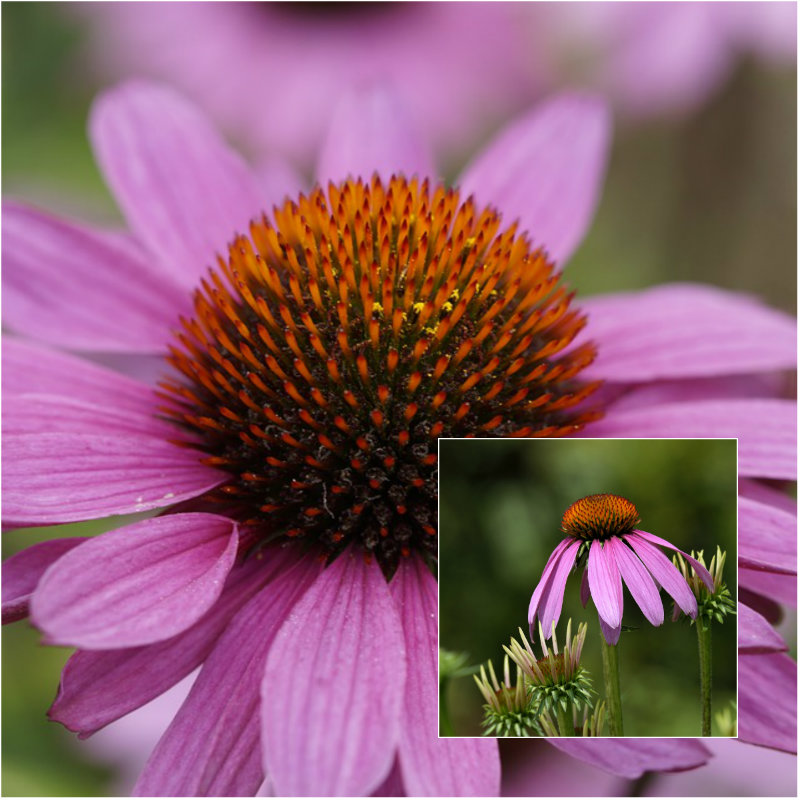 purple conflower