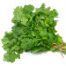 Coriander aka Cilantro