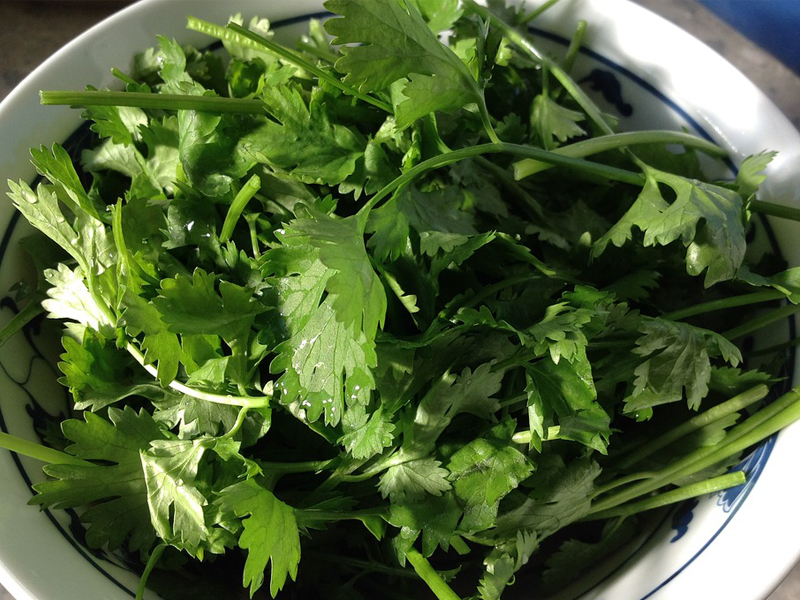 Coriander