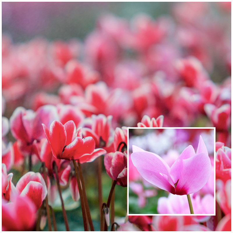 cyclamen
