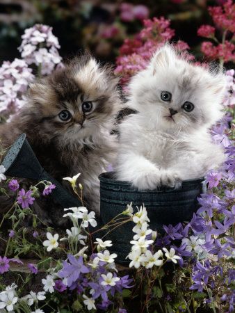 Baby kittens helping water the garden