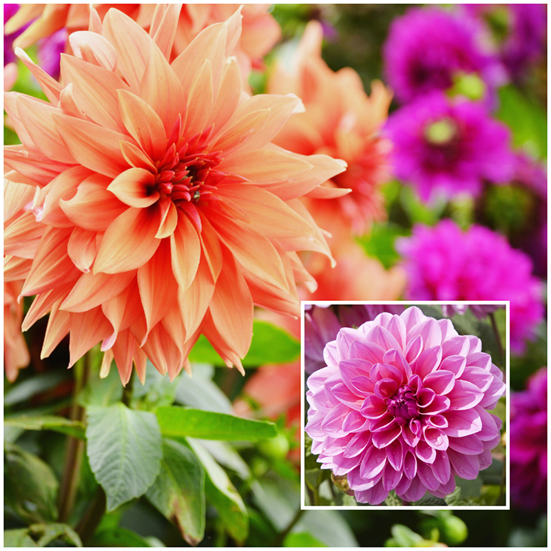 dahlia