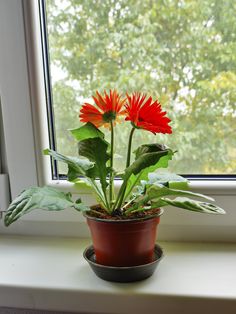 Gerben Daisy