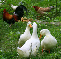 Chickens and ducks love to eat slugs and snails
