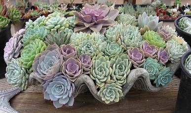 Mixed colour echeverias in a giant clam shell - Selecting Succulents