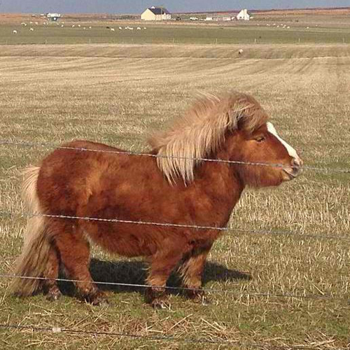 big shetland pony