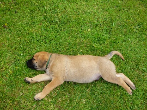 Puppy relaxing in the grass
