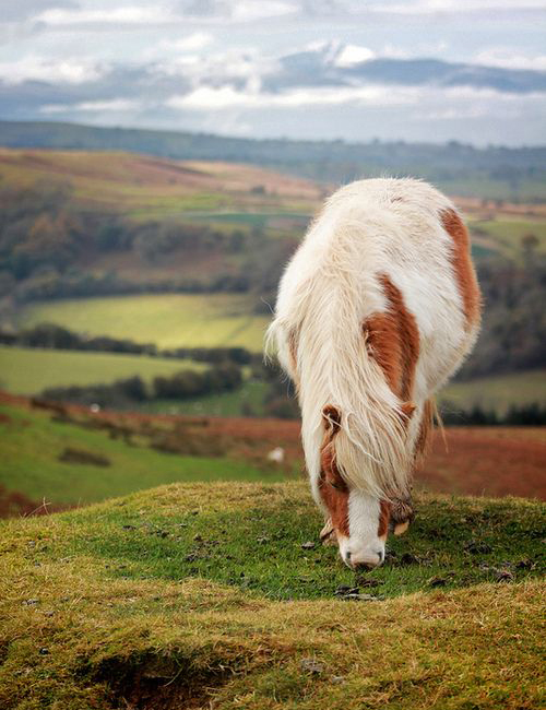 shetland pony on a hill