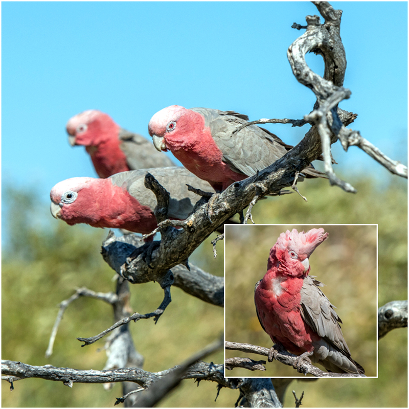 Galah