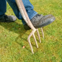 Aerating a lawn with a garden fork