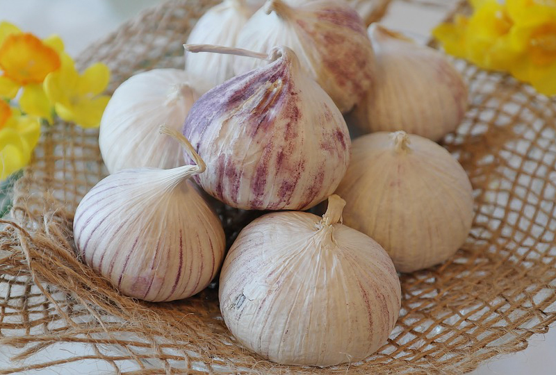 Garlic