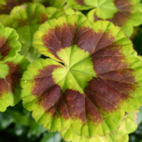 Geranium - green leaves with a thick purple ring