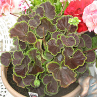 Pot full of geraniums - purples leaves with a green edge