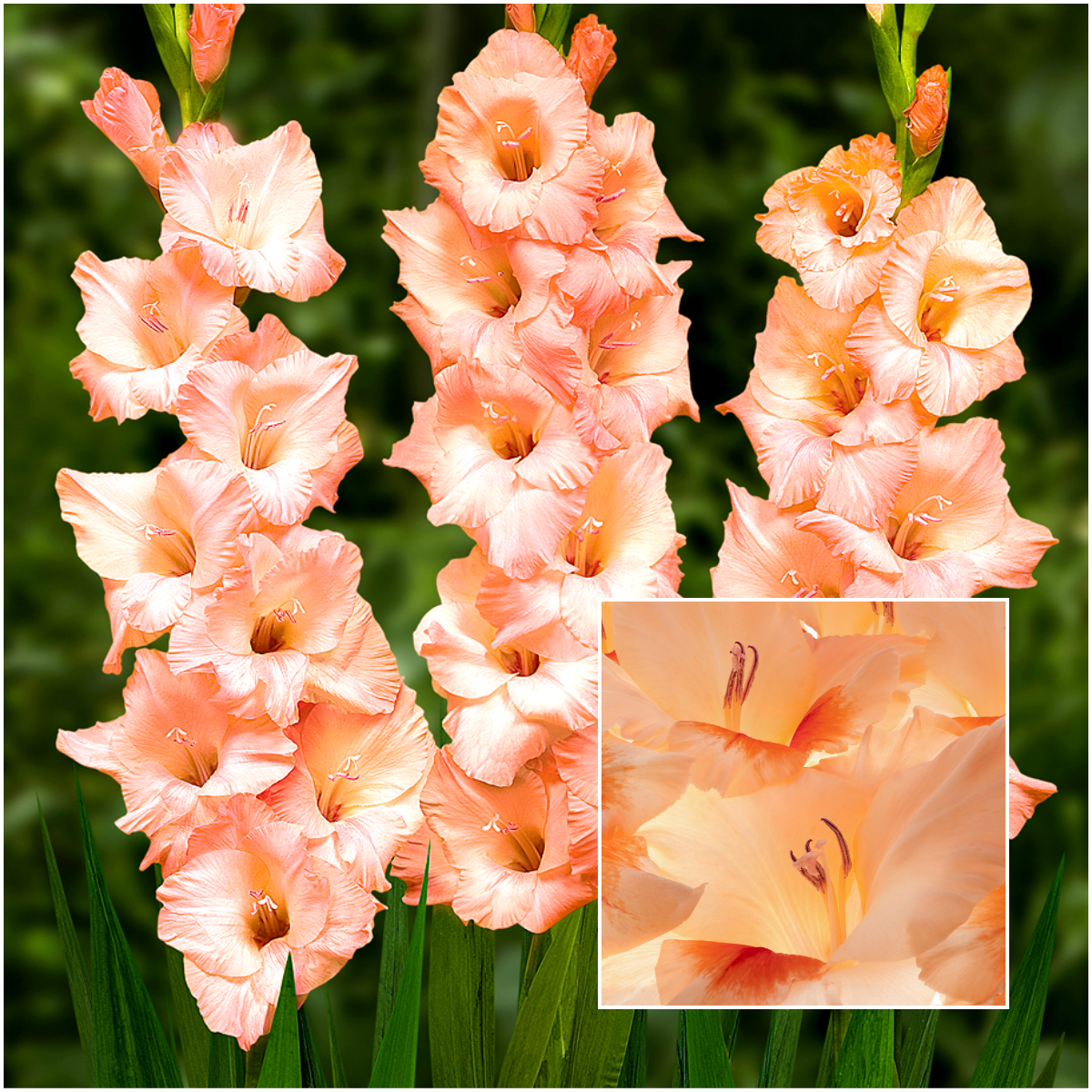 Gladiolus