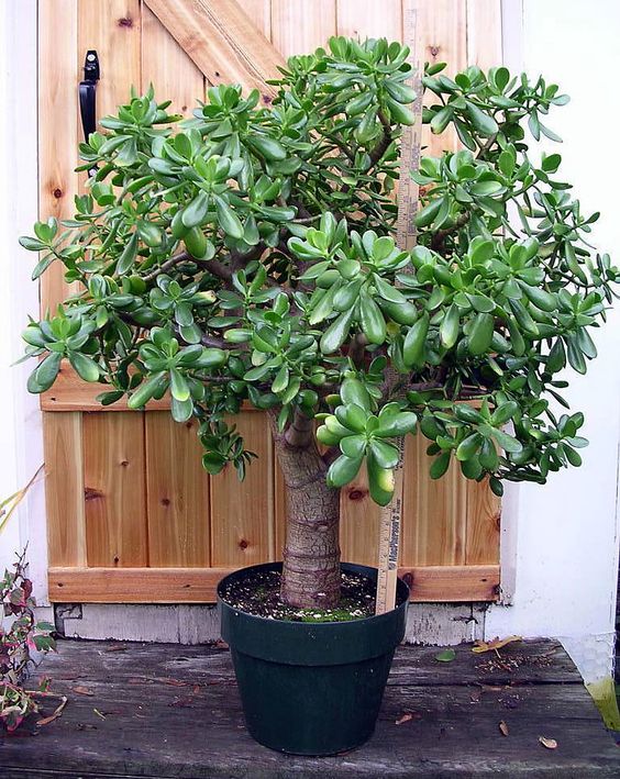Gollum- Crassula Ovata