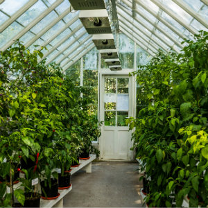 Inside a neatly organised greenhouse