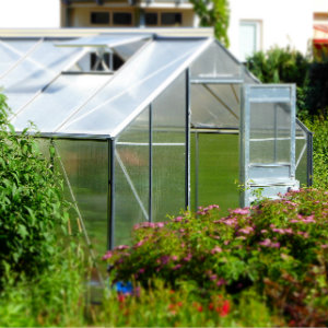 standard greenhouse in the garden