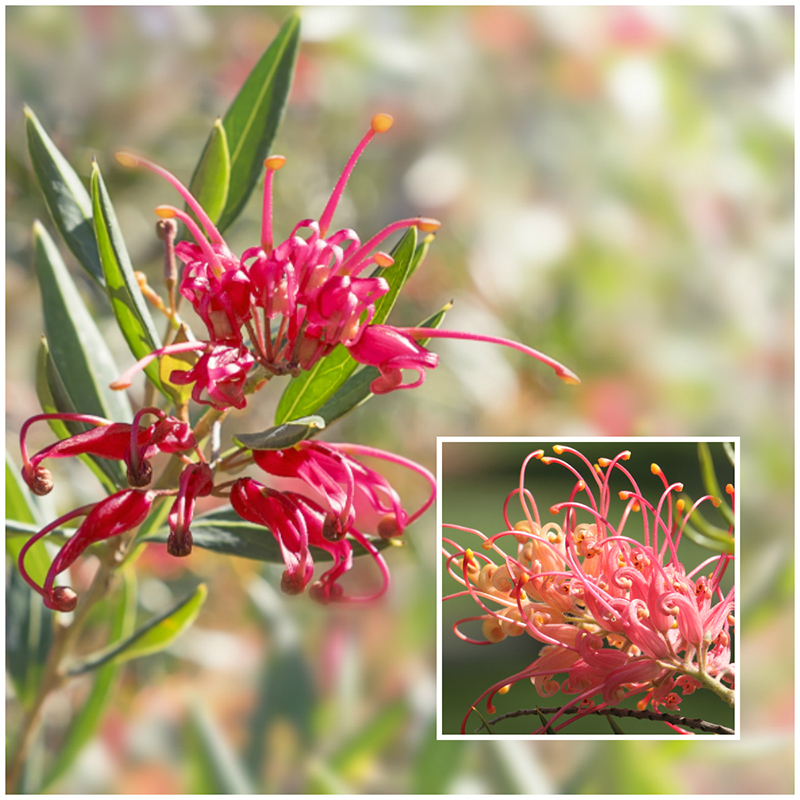 grevillea