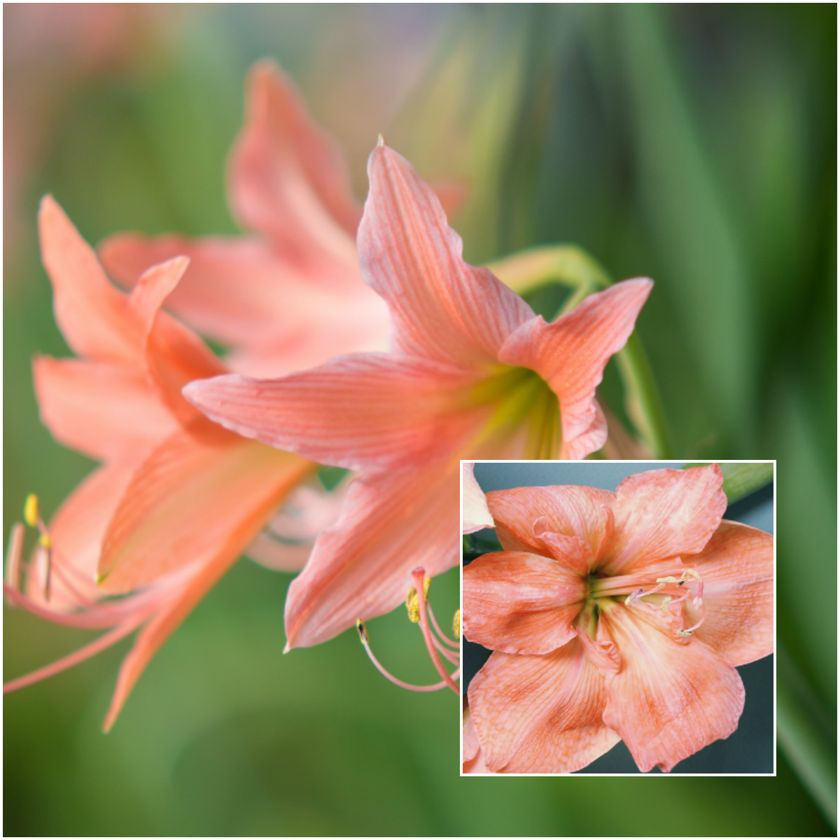 Amaryllis