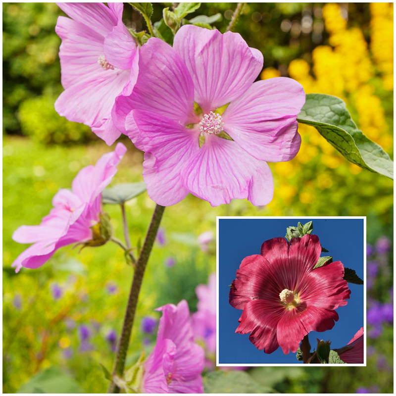 hollyhock