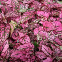 Hypoestes - pink and green flecked leaves