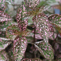 Hypoestes - green and pink flecked leaves