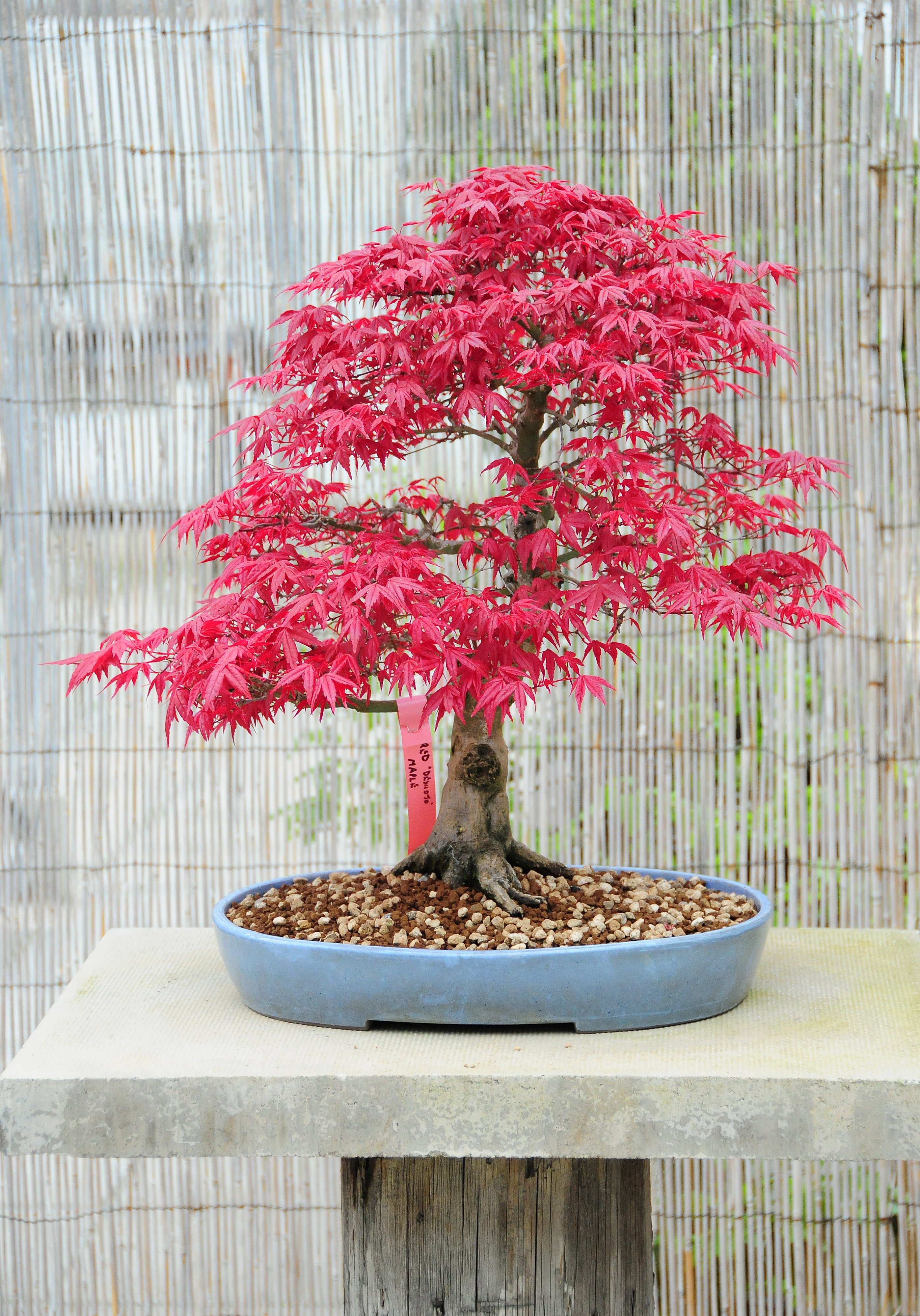 Red Japanese Maple